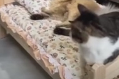 Hilarious Cat and Kitten Take Over the Internet with Their Adorable Antics!