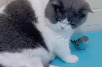 Hilarious Cat vs. Stubborn Chick Showdown: When a Cat Refuses to Get Off the Back of an Unamused Feathered Friend!