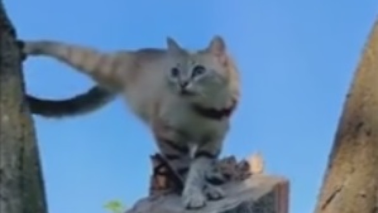 Hilarious Cat vs. The Great Outdoors: A Battle of Will and Stubbornness!
