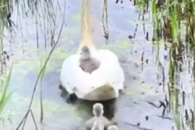 Hilarious Encounter: Geese Prank Fearless Hunter in the Wilderness!