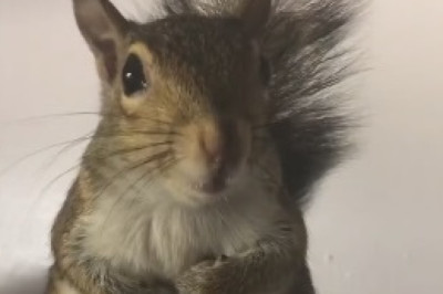 Hungry Squirrel's Hilarious Plea for Food Goes Wildly Viral!