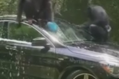 Hysterical Monkey's Priceless Reaction When a Man Offers Him a Banana - You Won't Believe Your Eyes!