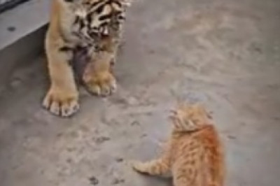 Mini Meow-maniacs: Hilariously Cute Compilation of Tiny Tigers Acting Like Big Roar-some Cats!