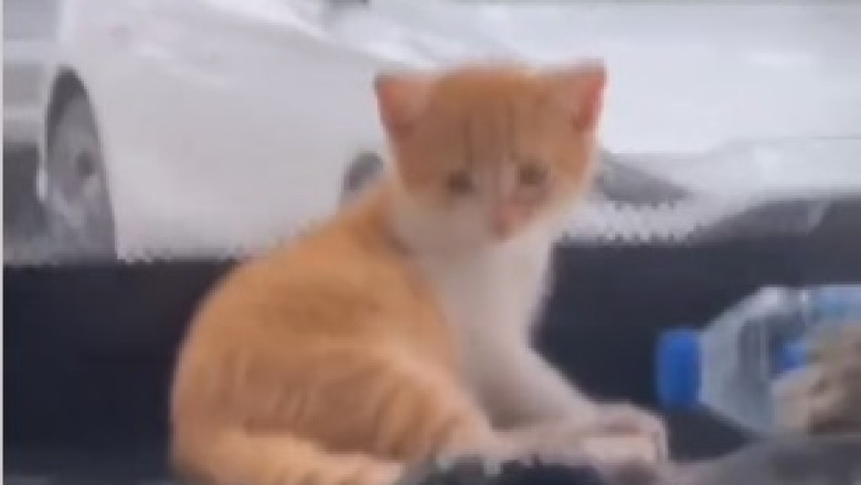 Pawsome Cat's Hilarious Garden Gala: A Comedy Showdown!