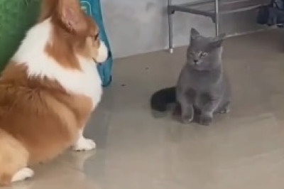 Purr-fectly Hilarious: Cat Turns Canine Companion into a Living Mountain!