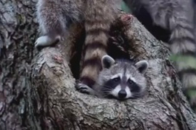 Raccoon-mania: Hilarious Tree-Climbing Shenanigans!