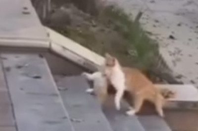 ROFL Alert: These Hilarious Cats Will Have You Laughing Until Your Sides Hurt!