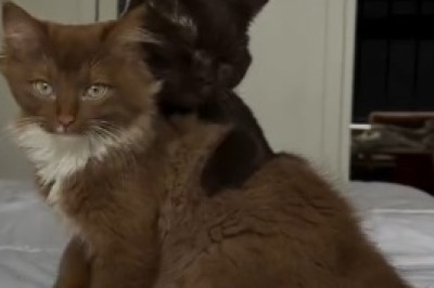 The Adorable Misadventures of a Lovably Clumsy Cat: Prepare for Cuteness Overload!