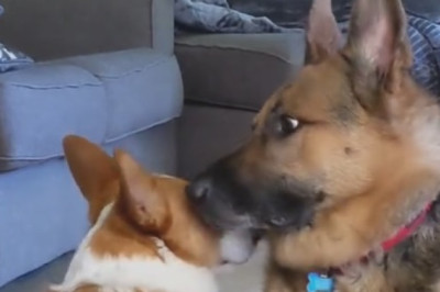 The Ultimate Park Prank: Cute Dog Gets 'Leash-ed' in Hilarious Tangle!