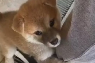 Tiny But Mighty: Adorable Small Dogs That Will Melt Your Heart!