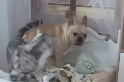 Tiny Dog's Big Personality Takes the Internet by Storm! Prepare to LOL!