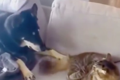 Unlikely BFF Alert: Hilarious Cat Becomes Paw-some Nursemaid to Adorable Doggo!