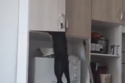 Who's the Boss Meow? When Cats Take Revenge: Cat Hits Its Owner!