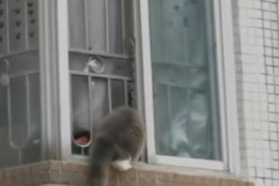 Zen Master Cat: Unbelievable Footage of a Feline Finding Inner Peace!