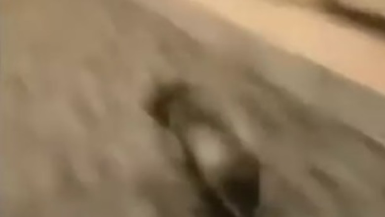 Zoom-Zoom! Watch This Hilarious Video of the Speediest Dog on the Block!