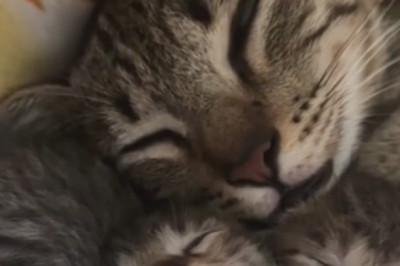 Adorably Hilarious Cat Takes the Internet By Storm - Prepare for Cuteness Overload!