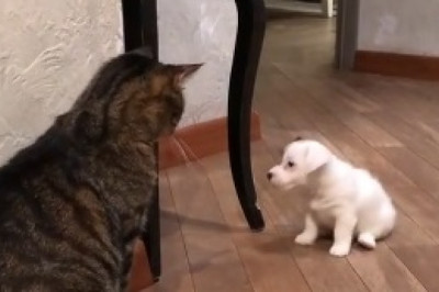 Fashion-Feline Frenzy: Watch These Adorable Cats Strut Their Stuff in the Most Trendy Outfits!