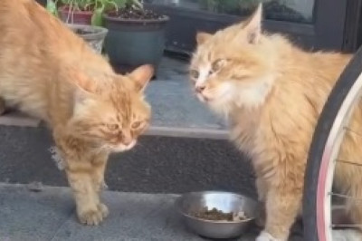 Hilarious Cat Duo: You Won't Believe the Comedy that Unfolds When Two Felines Collide!