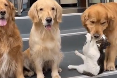 Hilarious Encounter: Watch This Dog's Hilarious Reaction When Confronted by a Statue!