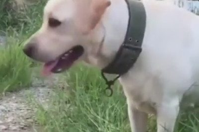 Hilarious Prankster Struggles to Make a Serious Dog Crack a Smile - Watch the LOLs Unfold!