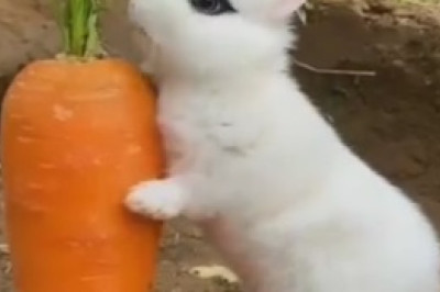 Hilarious Rabbit Gone Carrot-Crazy: Watch as it Devours ALL the Carrots in Sight!