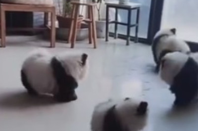 Hilarious Showdown Underground: Prairie Dog Pestered in its Burrow