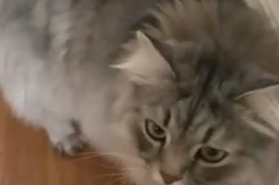 Hilarious Showdown: Watch an Adorably Grumpy Cat Battle It Out with a Bunch of Bananas!