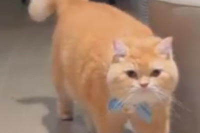 Hilarious Video: Cat Confronts Reflection, Demands Clarity on Lineage!