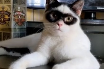 Hilariously Ferocious Kitten Goes Bonkers – You Won't Stop Laughing!