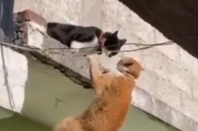 Hilarity Ensues: Watch the World's Funniest Old Cat Steal the Spotlight!