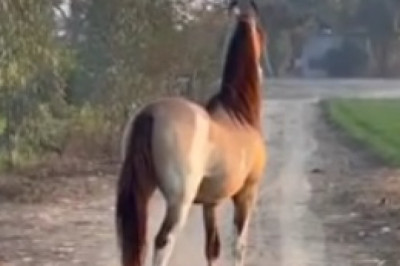 Horsing Around Gone Wild: This Nice Horse Takes Comedy to the Next Level!