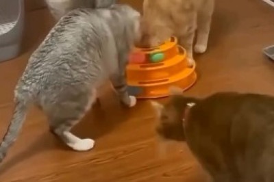 Kitchen Chaos: Hilarious Raccoon Breaks into Epic Food Adventure!