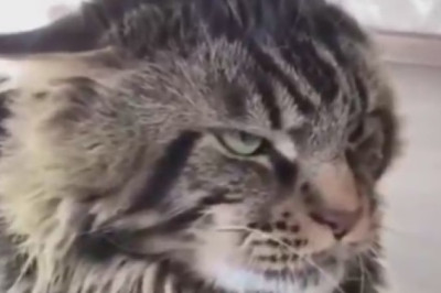 Laugh Out Loud: Unlikely Trio of Two Dogs and a Cat Conquer the World of Hilarity!