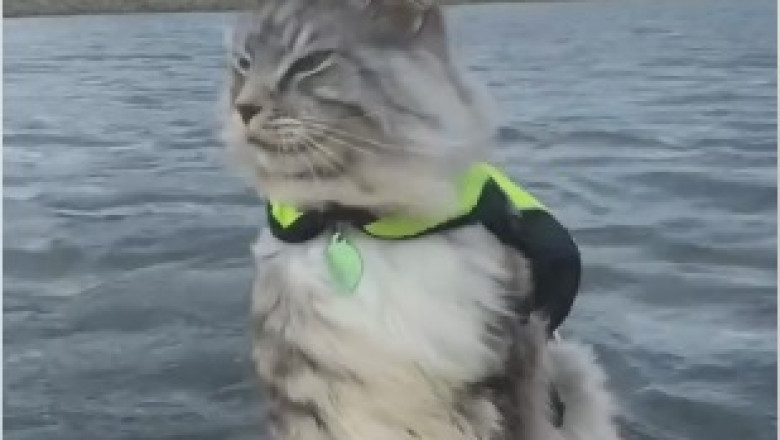 Mind-Blowing Moments Caught on Camera: Watch this Hilariously Clever Cat Show Off its Genius