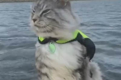 Mind-Blowing Moments Caught on Camera: Watch this Hilariously Clever Cat Show Off its Genius