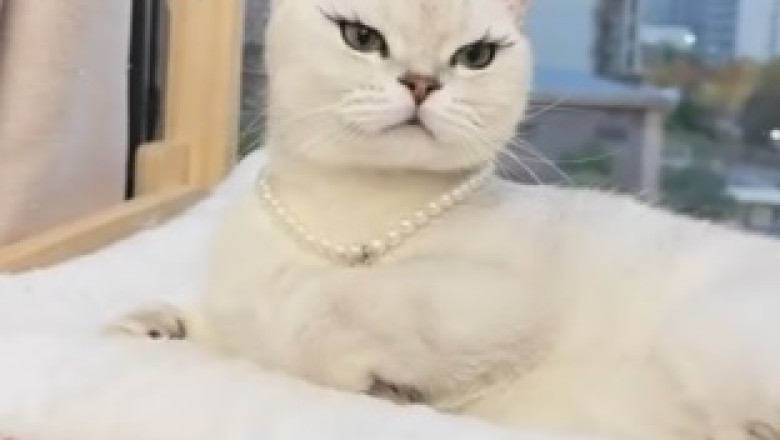 [Must-Watch] Side-Splitting Funny Pets Compilation - Prepare to ROFL!