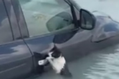Purr-fectly Hilarious: Our Feline Friend Takes the Wheel in This Paw-some Cat Driving a Car Video!