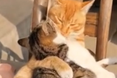 Purr-suing a Dream: Hilarious Cat on a Mission to Fulfill its Feline Fantasies!