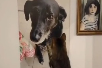 Purrfect Picasso: Meet the Artistic Cat Who Paints Masterpieces!