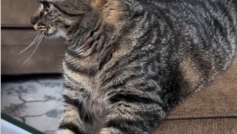 ROFL! Watch This Hilarious Video of a Scaredy Cat's Over-the-Top Reactions!