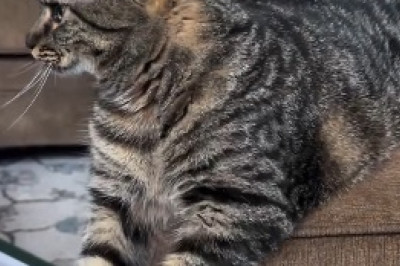 ROFL! Watch This Hilarious Video of a Scaredy Cat's Over-the-Top Reactions!