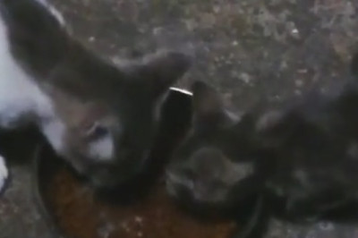 The Ultimate Cuteness Overload: Adorable Cat Bonds with Tiny Kitten in Heartwarming Video!