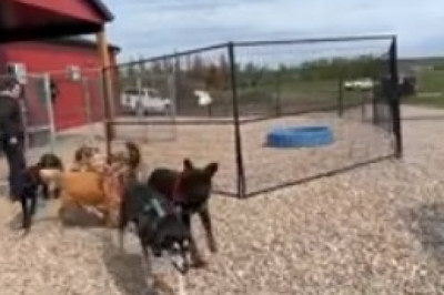 This Dog's Surprising Talent: Hilariously Sipping Water from a Tiny Cup!