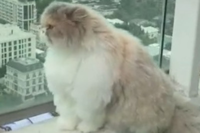 This Hilarious Video of a Lovely Cat will Brighten Your Day!