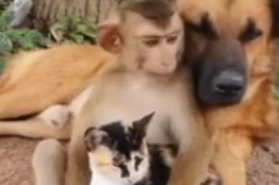 Unleash Your Inner Primate: Hilarious Monkey's Antics Will Leave You in Stitches!