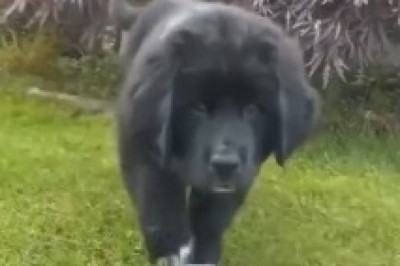 Unleash Your Laughter: The Most Gorgeous Dog You've Ever Seen Will Brighten Your Day!