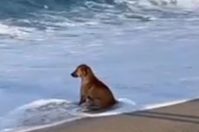 Watch Dog's Hilarious Quest for Food Will Leave You in Splits!