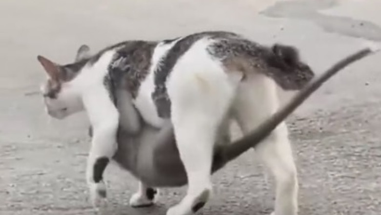 Cat vs. Monkey: Who Will Win This Epic Battle?