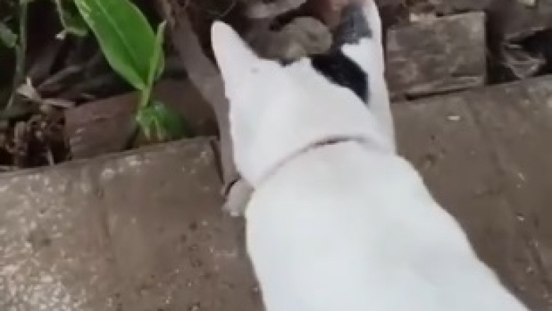 Cat vs. Rabbit Showdown: Hilarious Battle of Wits Caught on Camera!