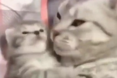 Caught Red-Pawed! Naughty Cat's Shenanigans Will Leave You in Stitches!